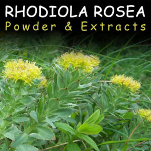 Rhodiola for Resetting Kratom Tolerance